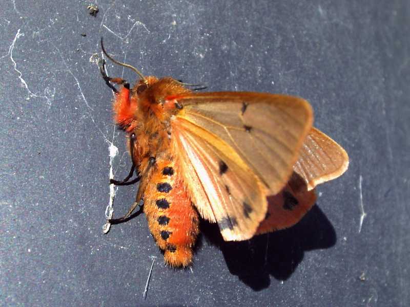 e questa? - Phragmatobia fuliginosa